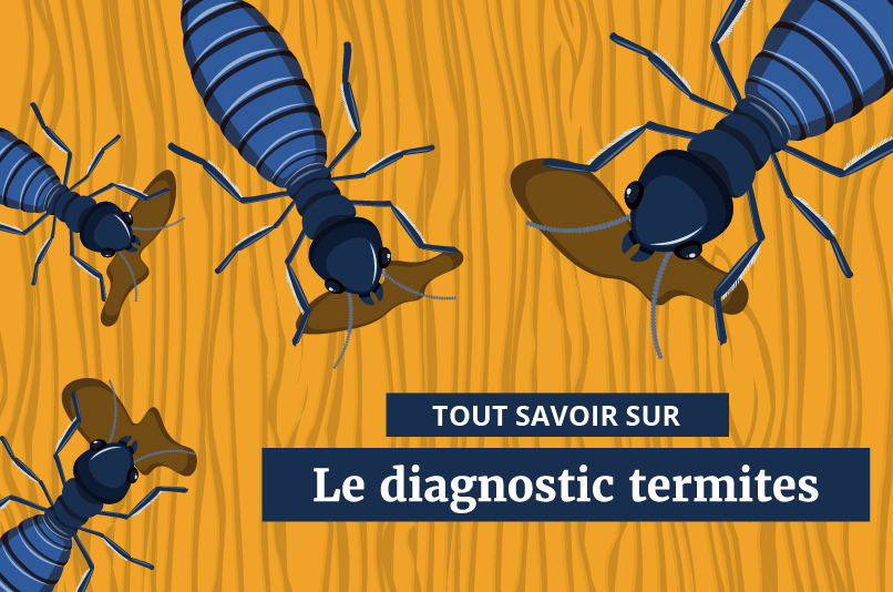 Diagnostic termites : c'est quoi ? | Good Diag Immo